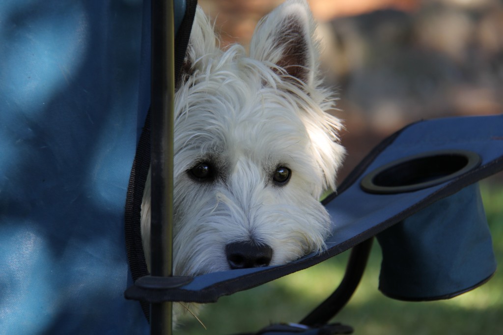 Bob In Chair