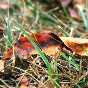 August Leaves In Lawn
