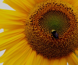 August Sunflower adj.