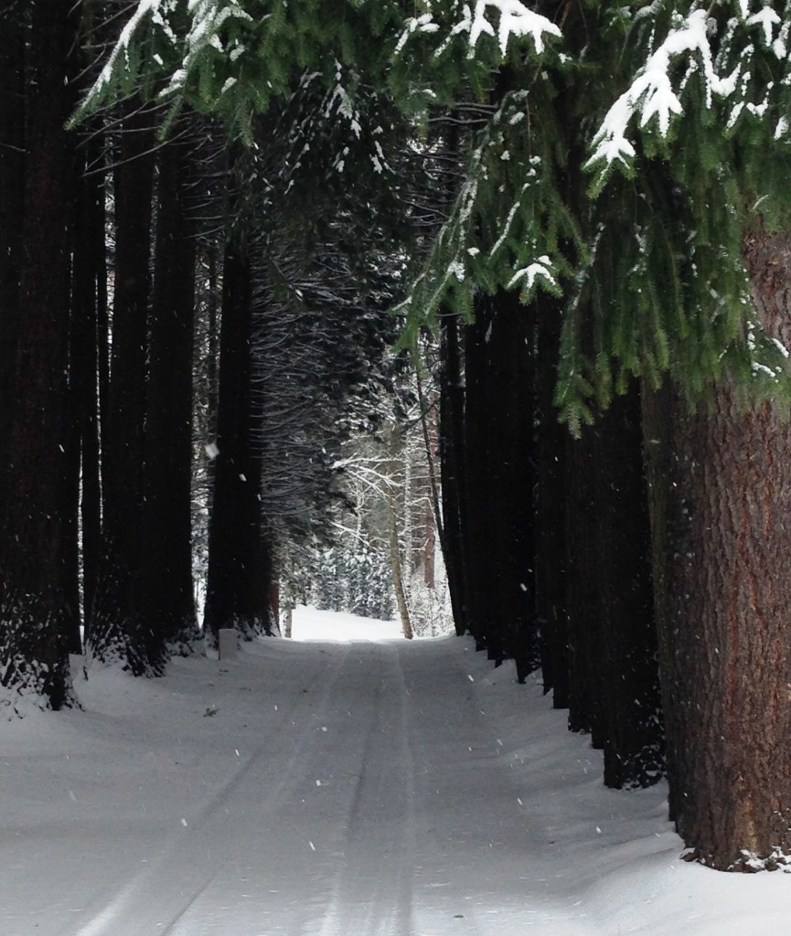 Snowy Lane