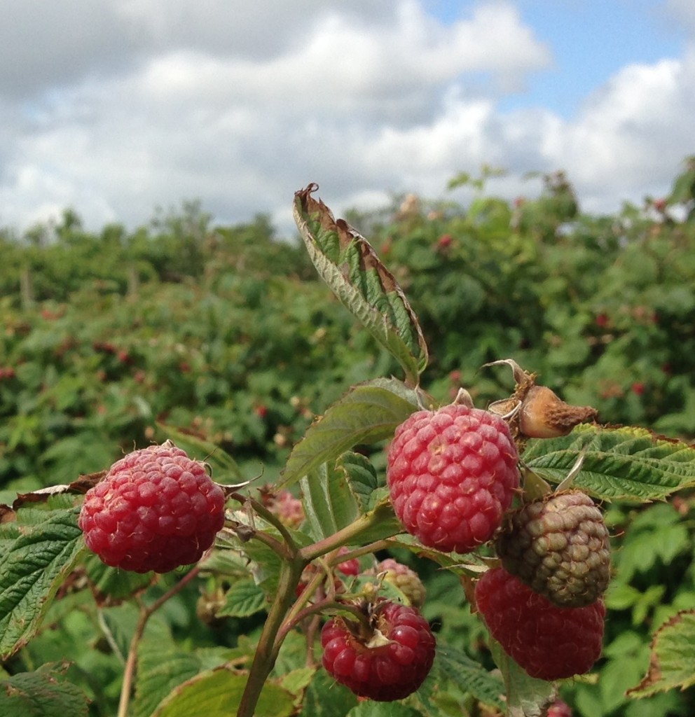 u-pick raspberries 2014